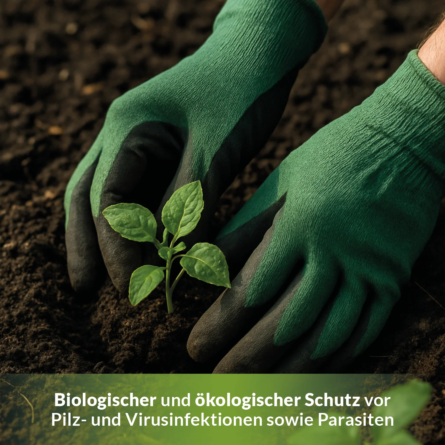TerraDomi Algenkalk | 100% echter Meereskalk zur Stärkung der Widerstandsfähigkeit - Image 5