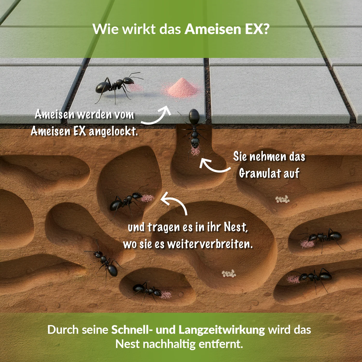 Ameisengift I Streu- & Gießmittel I Insektizid mit Langzeitwirkung - Image 3