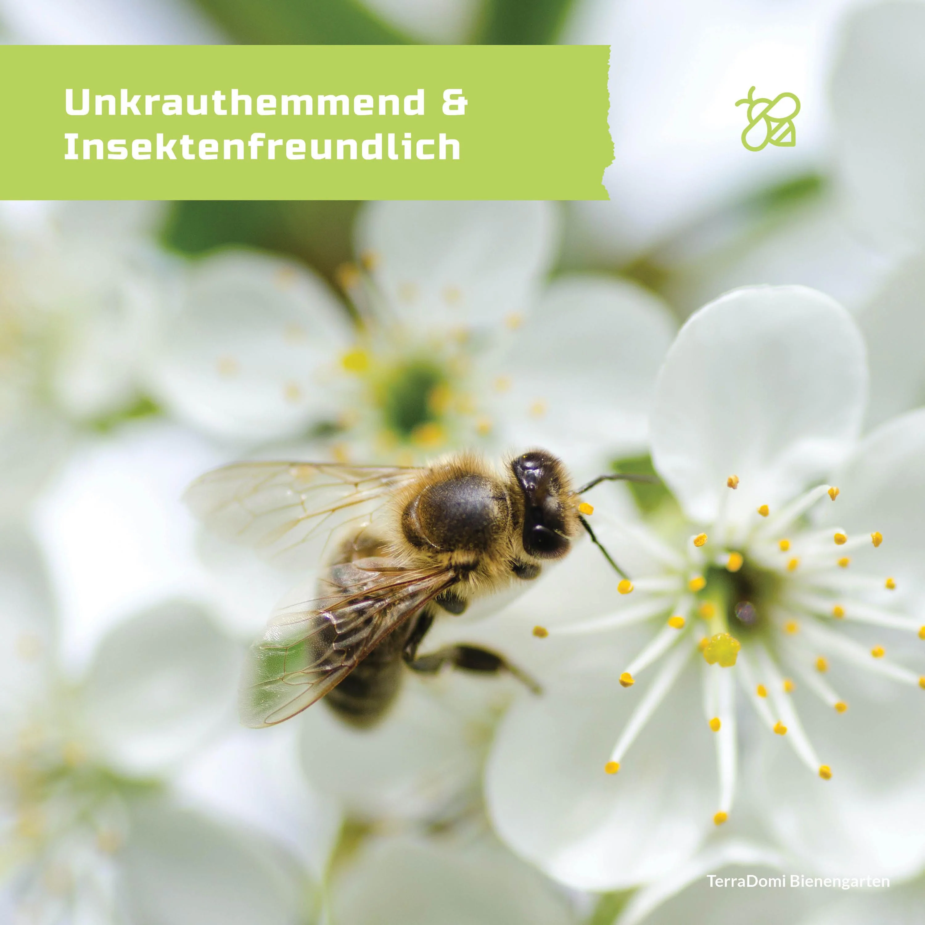 Bienenmischung 300g | Honigpflanzen für reichhaltigen Nektar - Image 4
