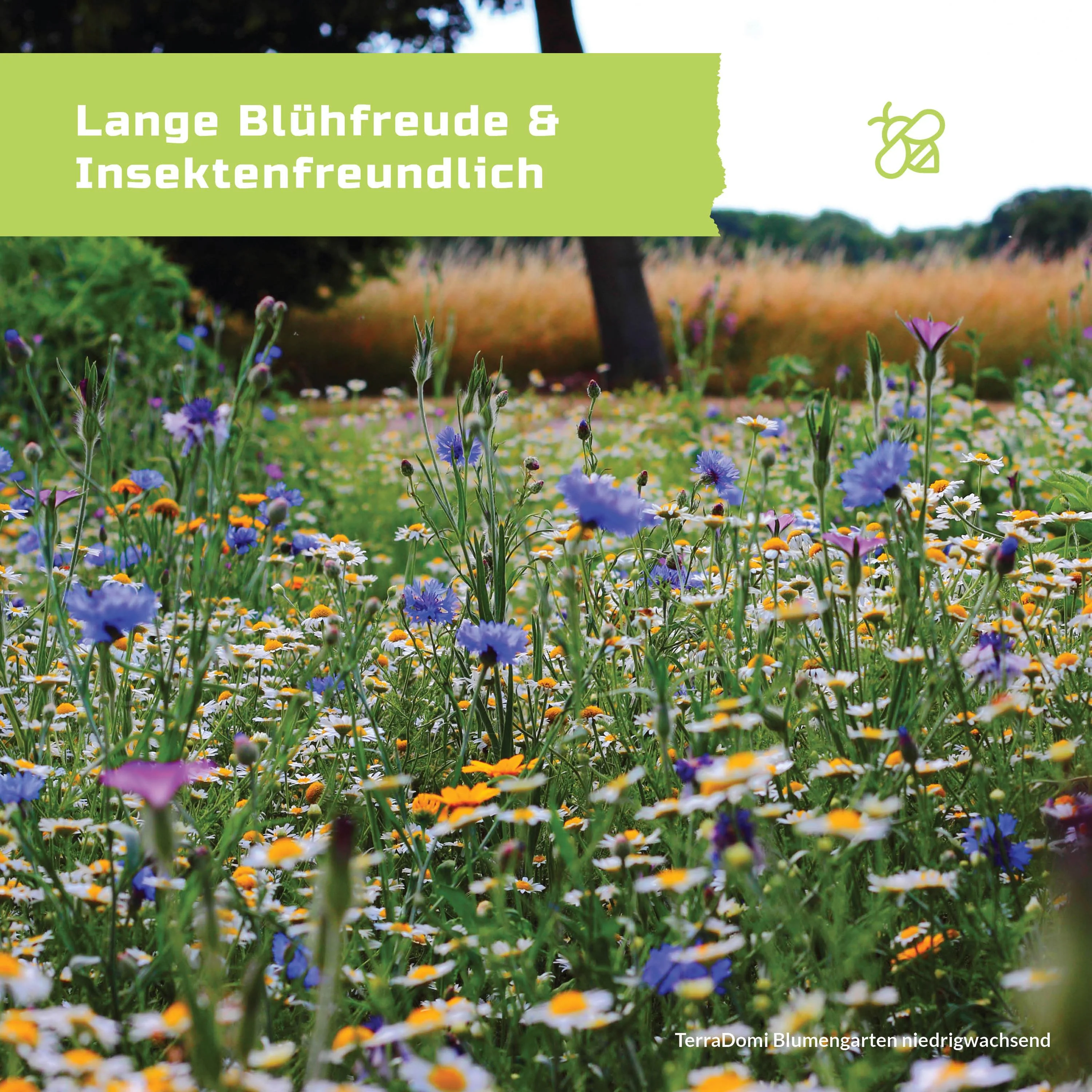 Blumen-Garten 200g niedrigwachsende Blumenmischung - Image 4