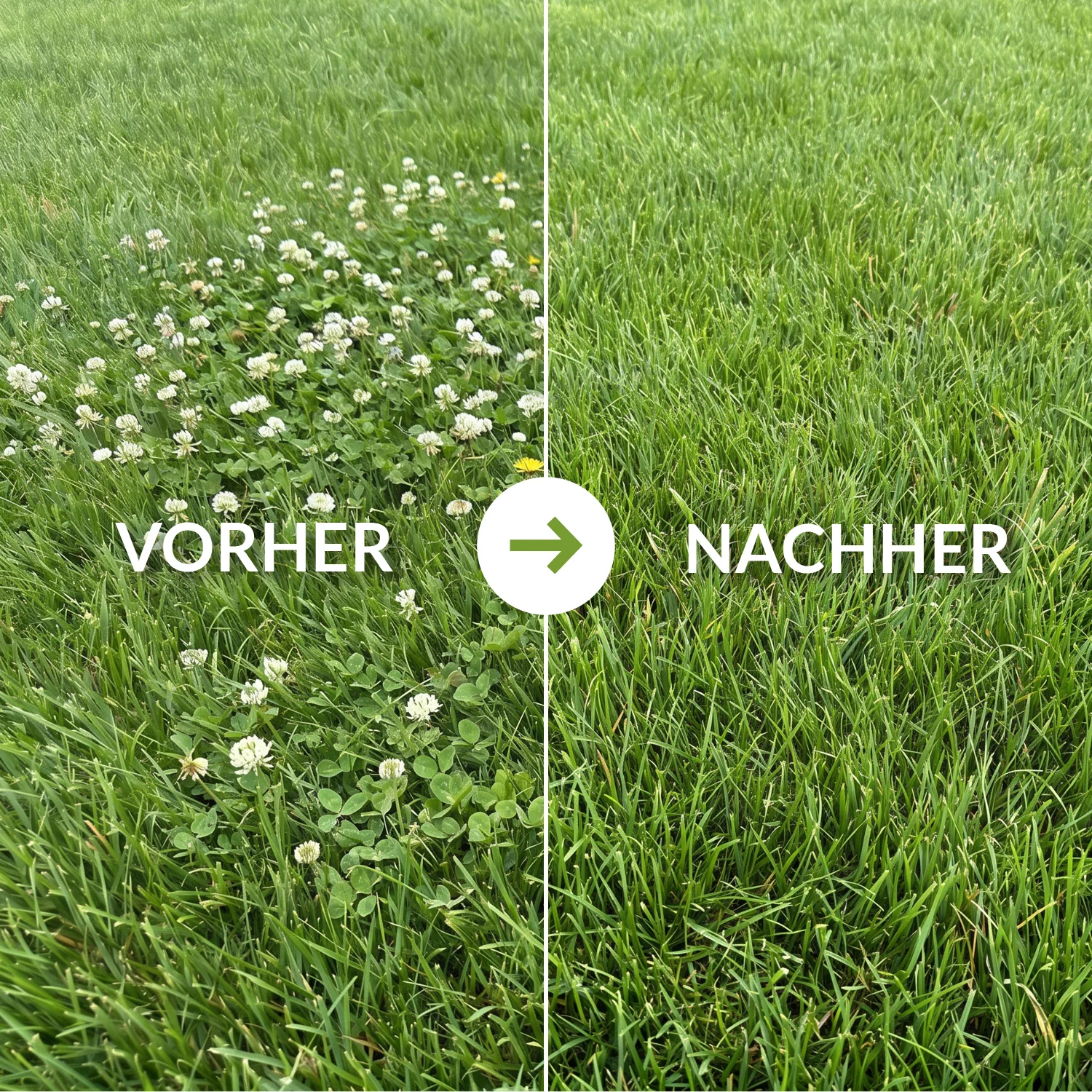 Dicotex Rasenunkrautvernichter - Image 4