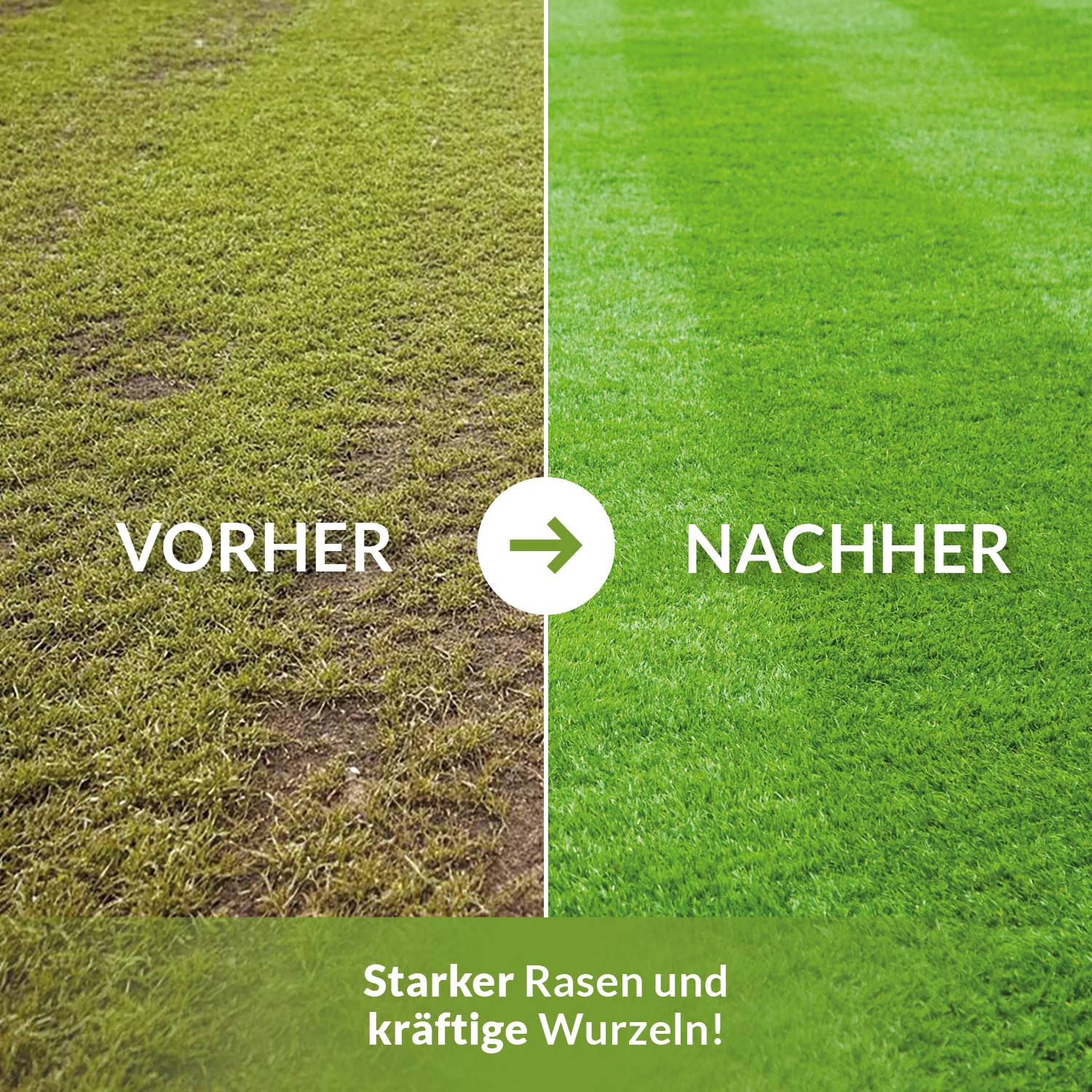 Herbstdünger Kali Dünger Kalium Dünger I Wurzelstärkung und Pflanzenkräftigung - Image 4