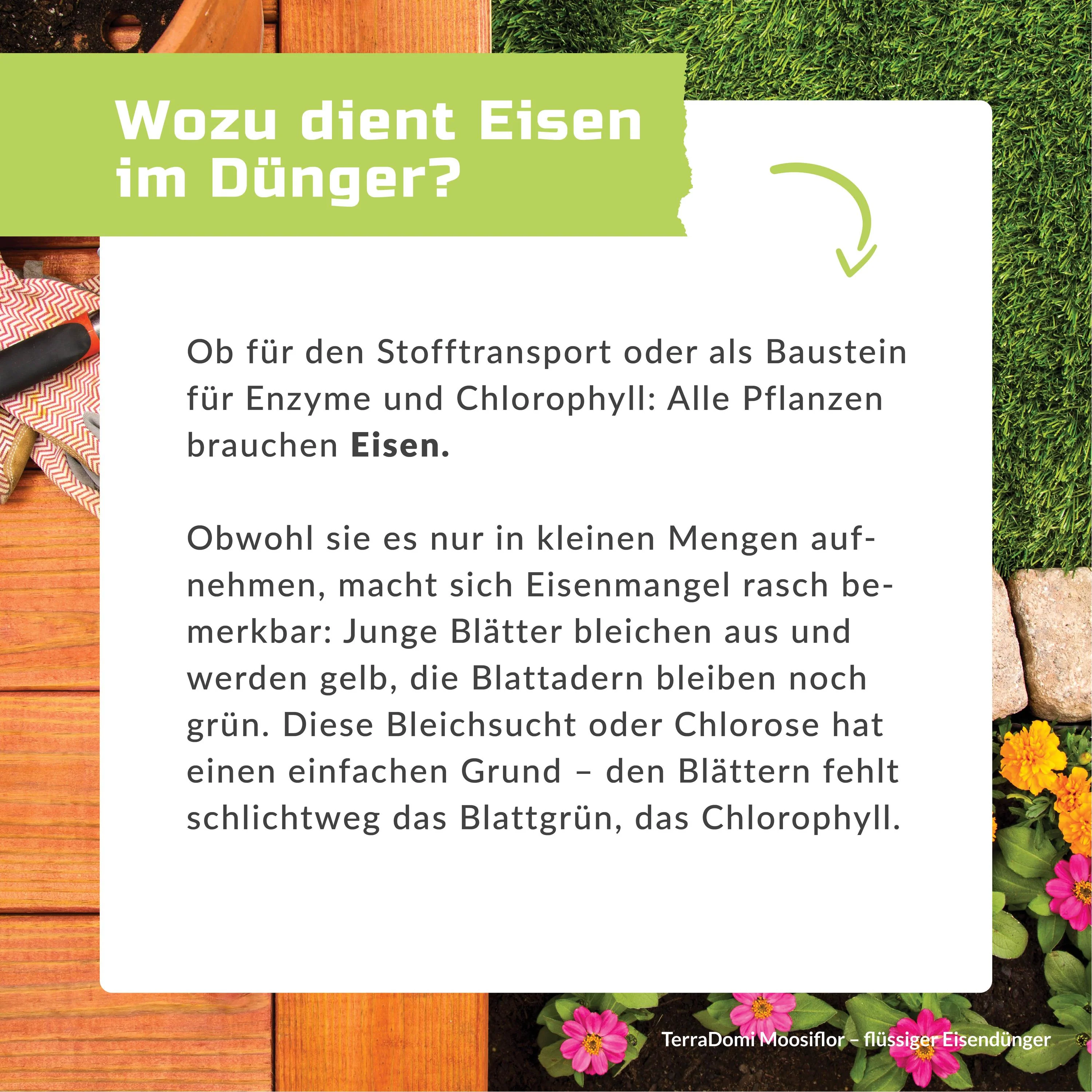 TerraDomi Moosiflor | flüssiger Eisendünger für vermooste Rasenflächen - Image 6