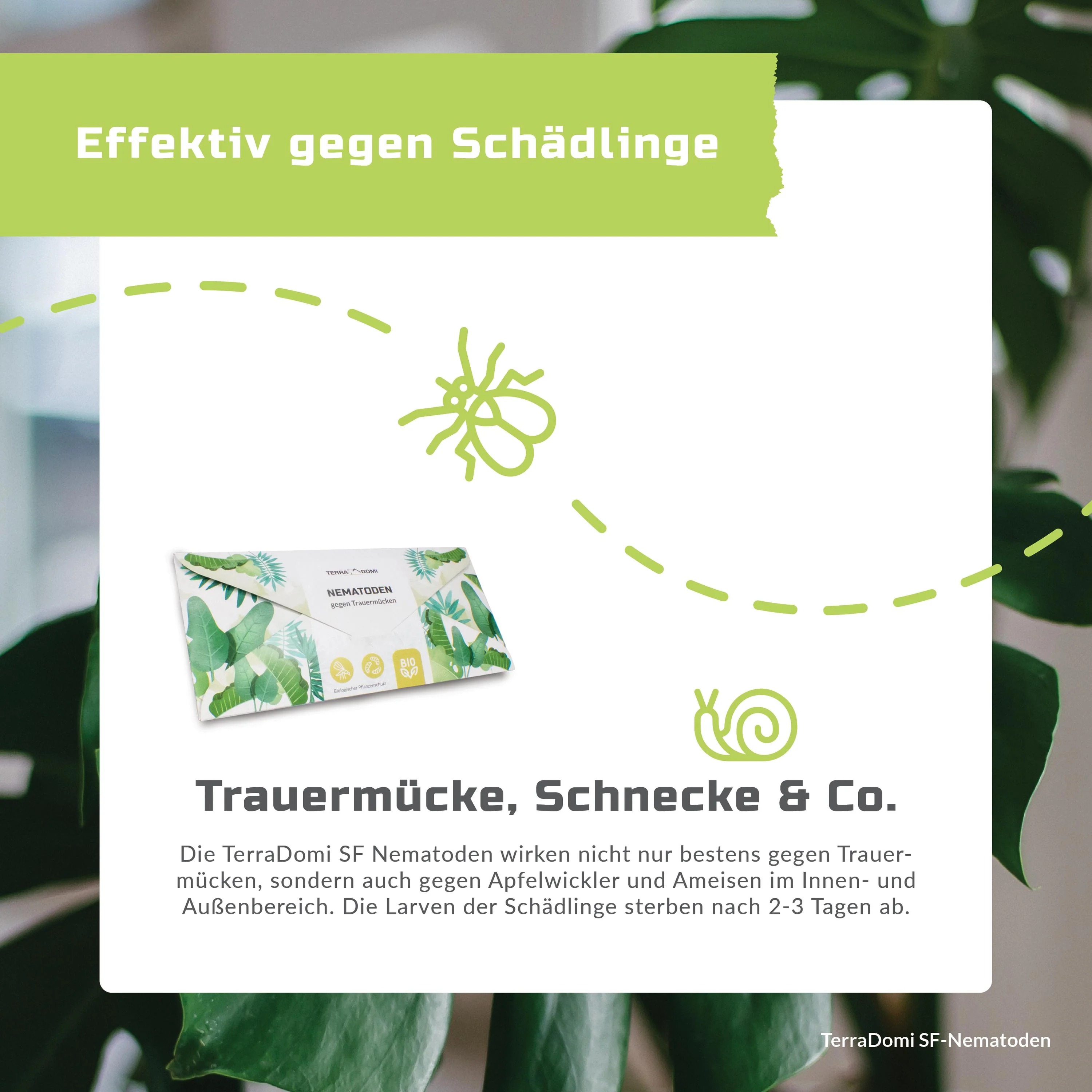 TerraDomi SF Nematoden gegen Trauermücken - Image 7